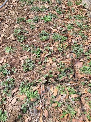 최한기님의 들깨 · 영농일지 작성글 사진