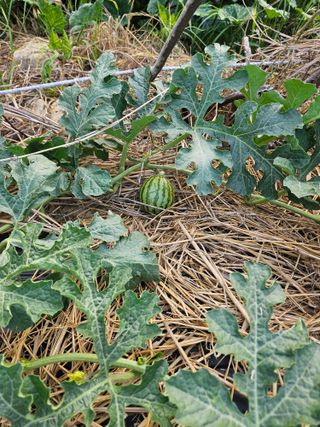 osm님의 고구마 · 영농일지 작성글 사진