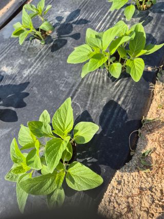 참깨10143님의 기타작물 · 영농일지 작성글 사진