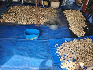 들깨17250님의 마늘 · 영농일지 작성글 사진