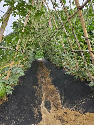 osm님의 고구마 · 영농일지 작성글 사진