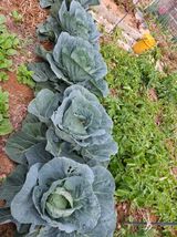 팜모닝 기타작물·영농일지 게시글 이미지