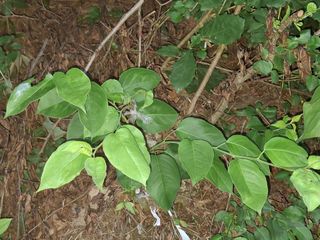 형남영님의 기타작물 · 영농일지 작성글 사진