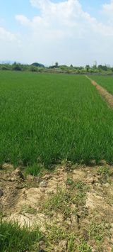 팜모닝 고구마·영농일지 게시글 이미지