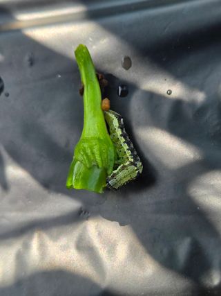 윤자용11대임후회장님의 고추 · 영농일지 작성글 사진