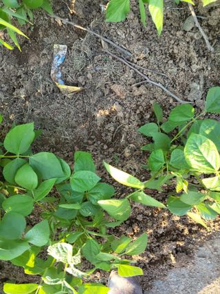 최유순님의 기타작물 · 영농일지 작성글 사진