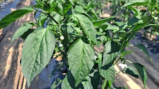 병찬님의 고추 · 영농일지 작성글 사진