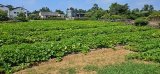 김화석님의 기타작물 · 영농일지 작성글 사진