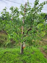 팜모닝 기타작물·영농일지 게시글 이미지