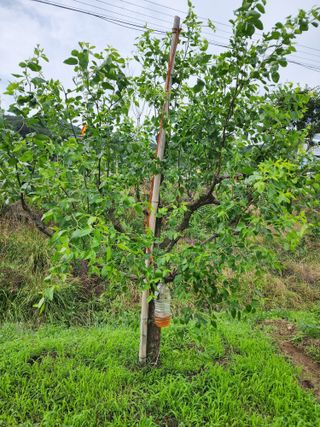두릅나무6735님의 기타작물 · 영농일지 작성글 사진