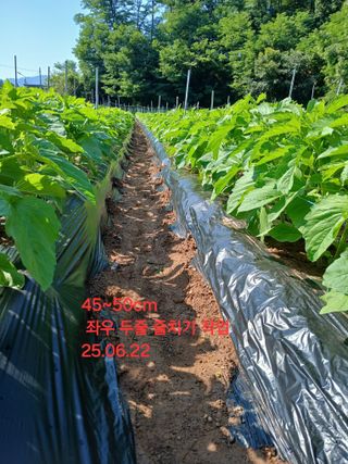 김성구님의 참깨 · 영농일지 작성글 사진