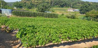 Kns4324님의 기타작물 · 영농일지 작성글 사진