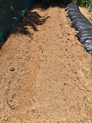 호랑이별님의 기타작물 · 영농일지 작성글 사진