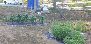 Kns4324님의 기타작물 · 영농일지 작성글 사진