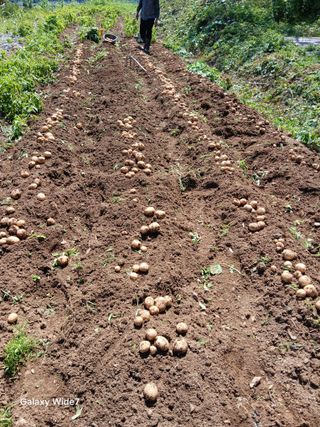 김명자님의 기타작물 · 영농일지 작성글 사진