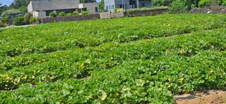 김화석님의 기타작물 · 영농일지 작성글 사진