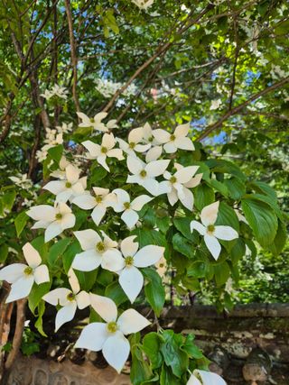 진문거사님의 들깨 · 영농일지 작성글 사진