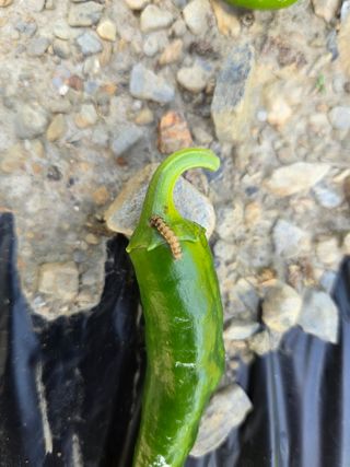 윤자용11대임후회장님의 고추 · 영농일지 작성글 사진