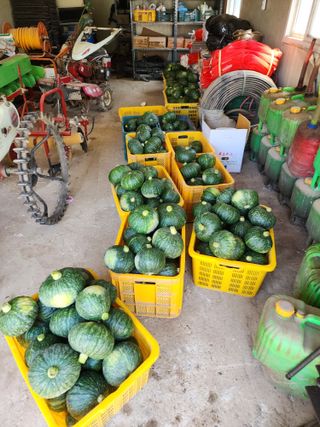 박정석님의 기타작물 · 영농일지 작성글 사진