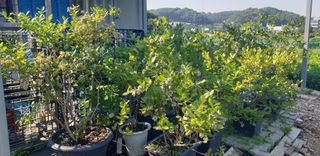 Kns4324님의 기타작물 · 영농일지 작성글 사진