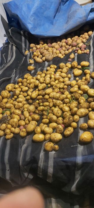 즐겁게 일하는조시형님의 기타작물 · 영농일지 작성글 사진