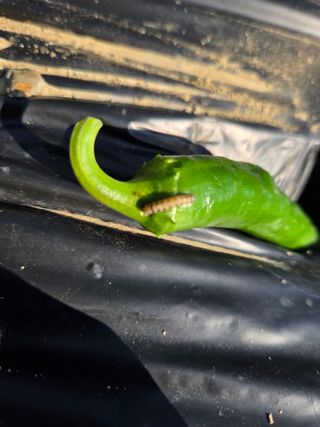 윤자용11대임후회장님의 고추 · 영농일지 작성글 사진