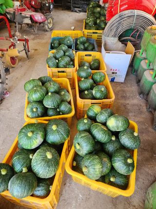 박정석님의 기타작물 · 영농일지 작성글 사진