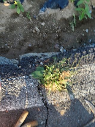 최유순님의 기타작물 · 영농일지 작성글 사진