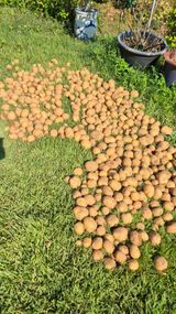 팜모닝 기타작물·영농일지 게시글 이미지