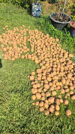 자작나무님의 기타작물 · 영농일지 작성글 사진