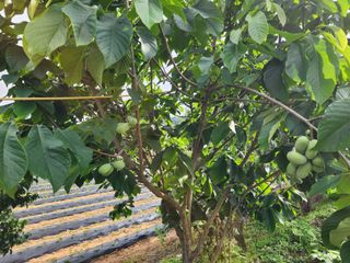 두릅나무6735님의 기타작물 · 영농일지 작성글 사진