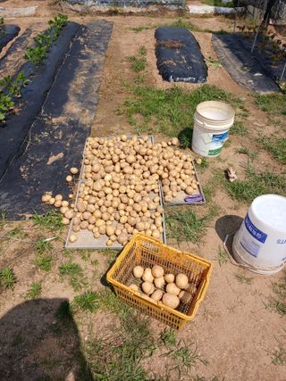 백영호님의 감자 · 영농일지 작성글 사진