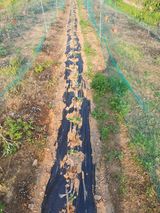 팜모닝 기타작물·영농일지 게시글 이미지