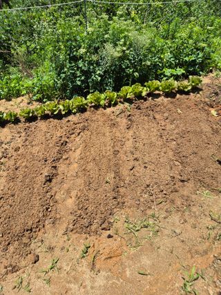 호랑이별님의 기타작물 · 영농일지 작성글 사진
