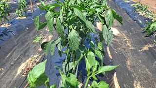 병찬님의 고추 · 영농일지 작성글 사진