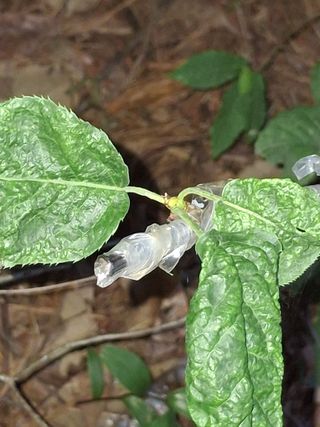 형남영님의 기타작물 · 영농일지 작성글 사진