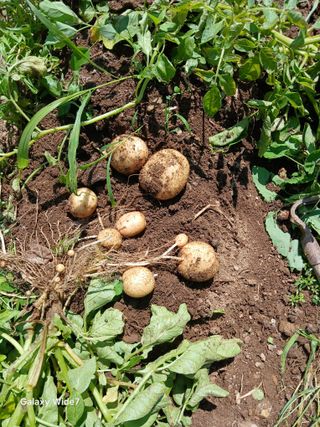 김명자님의 기타작물 · 영농일지 작성글 사진