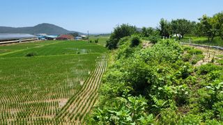 괴동조합장님의 고구마 · 영농일지 작성글 사진