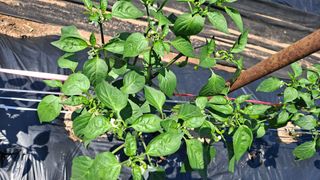 병찬님의 고추 · 영농일지 작성글 사진