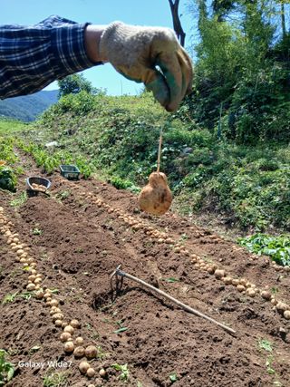 김명자님의 기타작물 · 영농일지 작성글 사진
