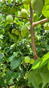 팜모닝 매실·영농일지 게시글 이미지