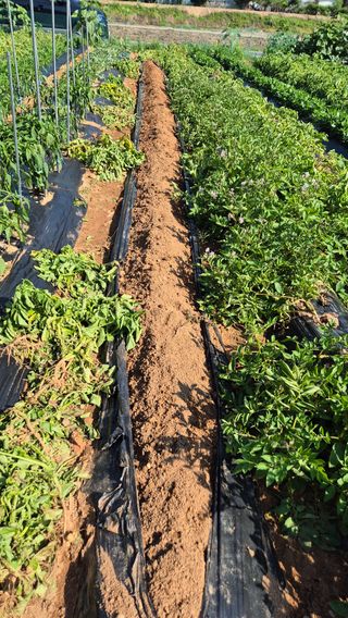 자작나무님의 기타작물 · 영농일지 작성글 사진