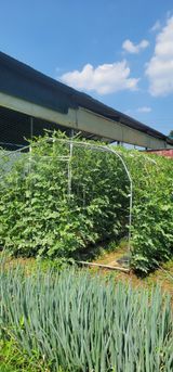 팜모닝 기타작물·영농일지 게시글 이미지