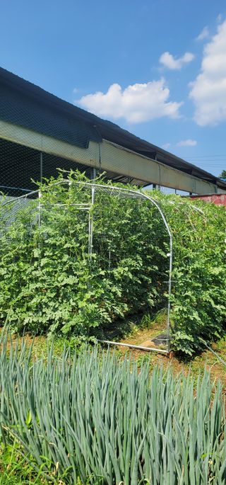 신영식님의 기타작물 · 영농일지 작성글 사진