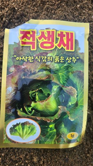 전영순님의 상추 · 영농일지 작성글 사진