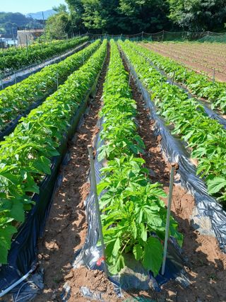 김성구님의 참깨 · 영농일지 작성글 사진