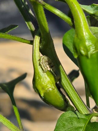 윤자용11대임후회장님의 고추 · 영농일지 작성글 사진