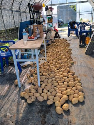 용기님의 감자 · 영농일지 작성글 사진