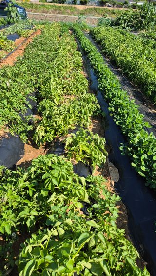 자작나무님의 기타작물 · 영농일지 작성글 사진