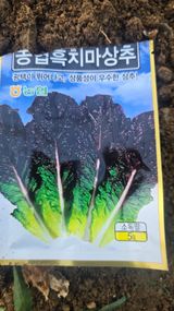 팜모닝 상추·영농일지 게시글 이미지